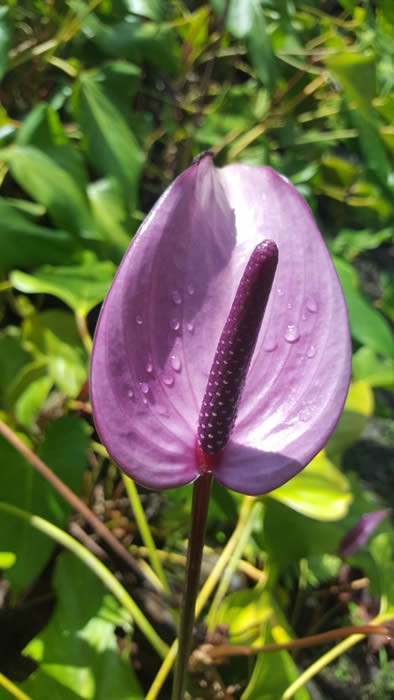 Anthuriums: $0.00