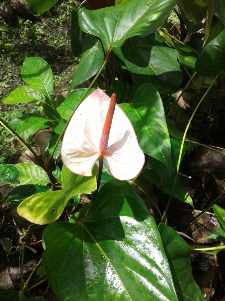 Hybrid Anthuriums: $0.00