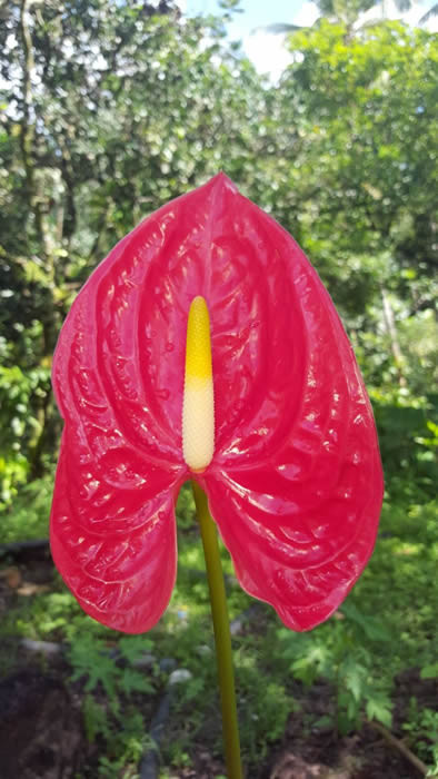 Hybrid Anthuriums: $0.00