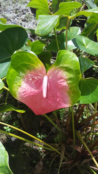 Hybrid Anthuriums: $0.00